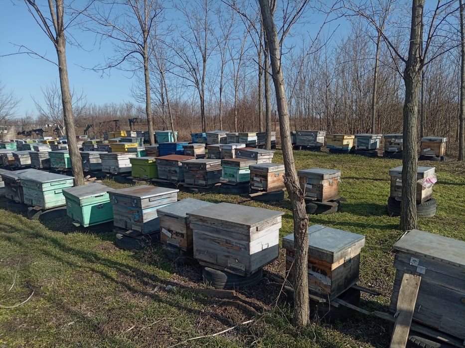 Vând 200 familii albine sau schimb cu tractor