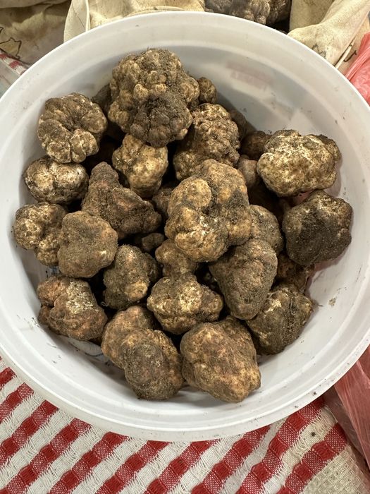 Пресни трюфели  за консумация и обучение