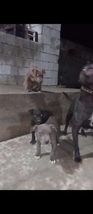 Продаётся питбул