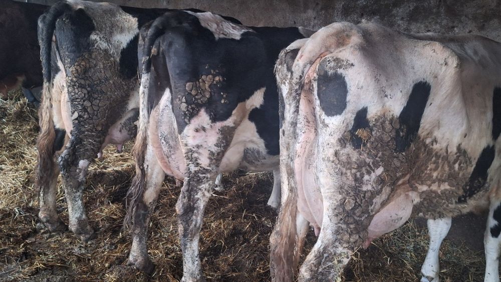 Vand vaci fatate si gestante