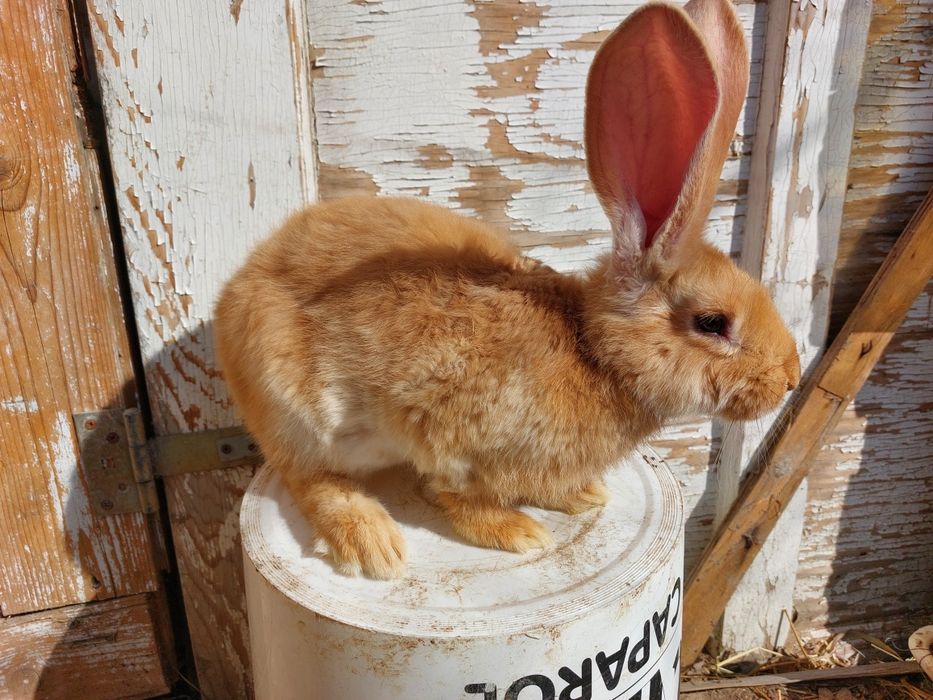 Iepuri uriaș german galben