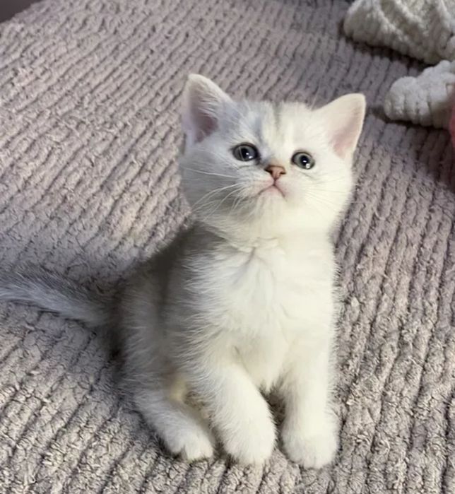 Котята Драгоценных Окрасов Алматы