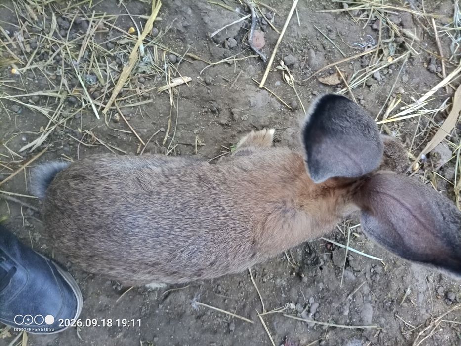 Vând iepuri de rasă