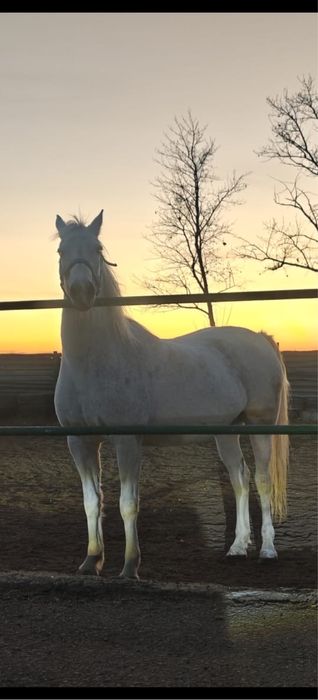 Кобыла орловской породы