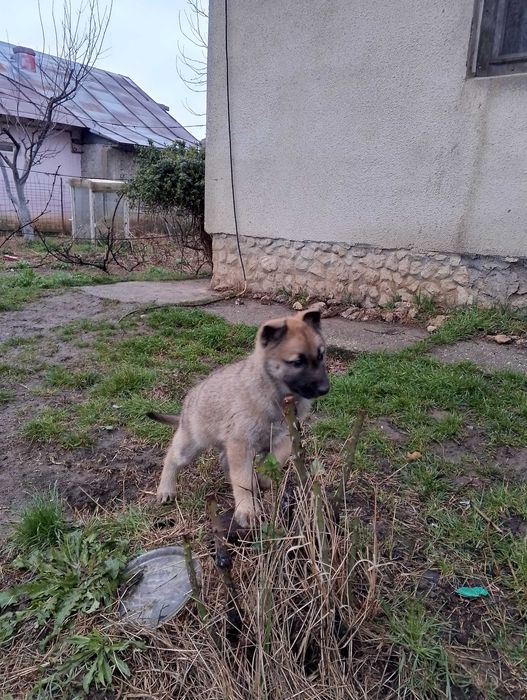 Ofer gratuit căței