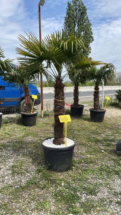 Palmieri rezistenți la inghet toate dimensiunile