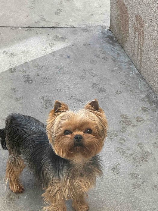 Две женски мини йоркита