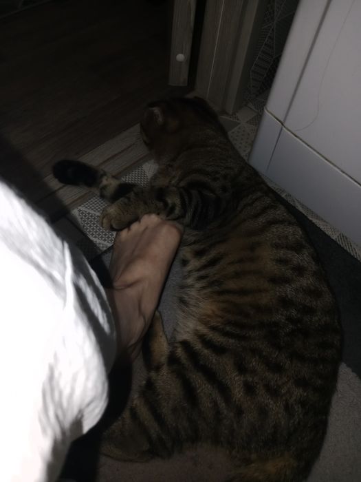 Вязка ,кот шотландец