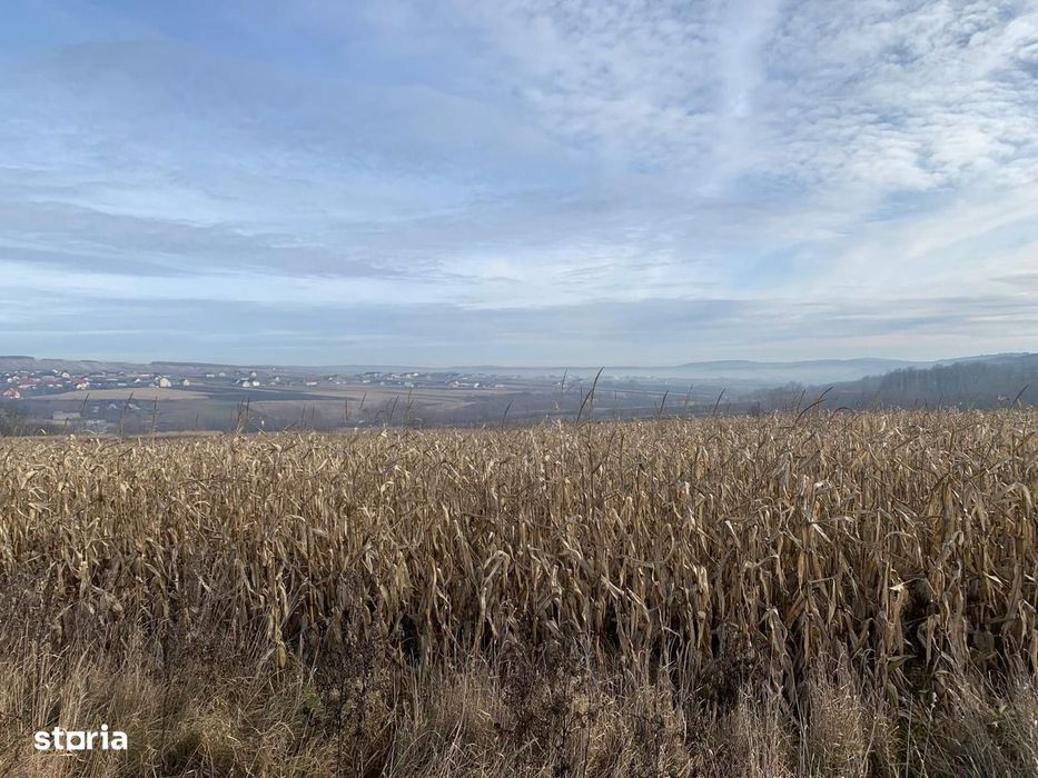Teren intravilan de vânzare | Cajvana | 7.800 mp