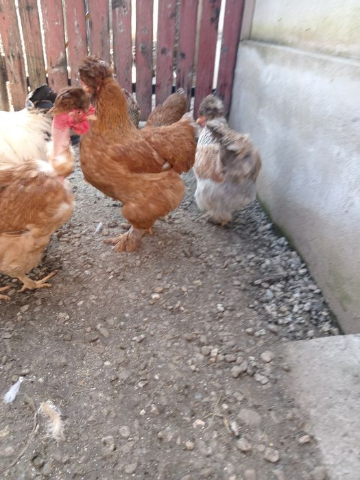 Ouă pentru incubat - Găini motate și încaltate