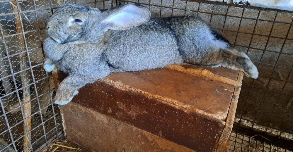 Зайци заек зайчета Фландър