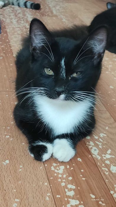 Котят в  хорошие руки