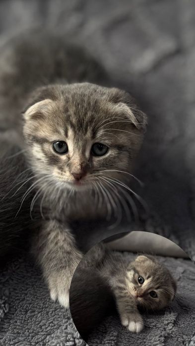 Продам котят вислоухие