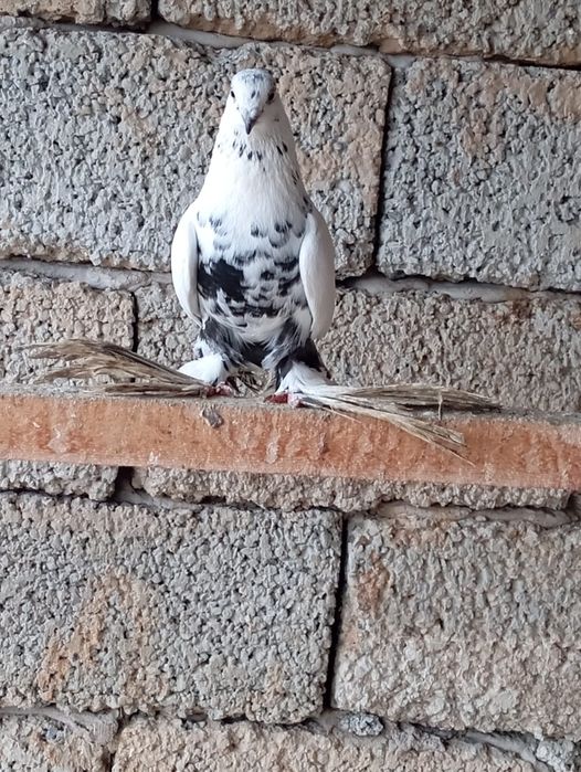 Птицы на продажу