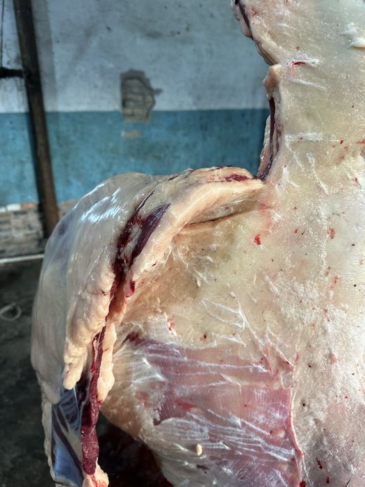 Байтал , кунандар, биелер сатам .