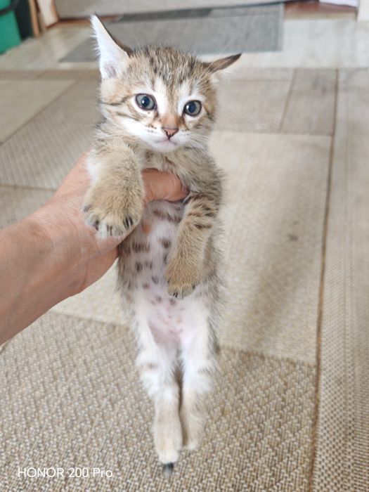 Котята - мышеловы.
