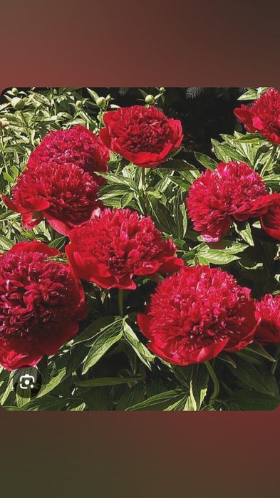 Корни сортовых пионов.