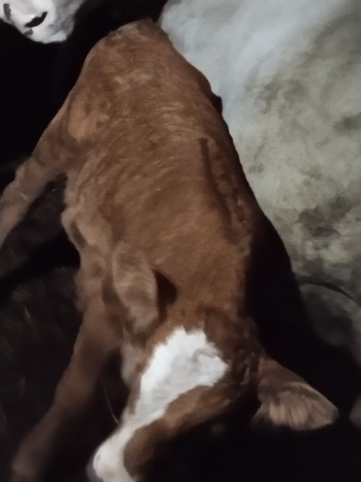 Vând  vițică bălțată