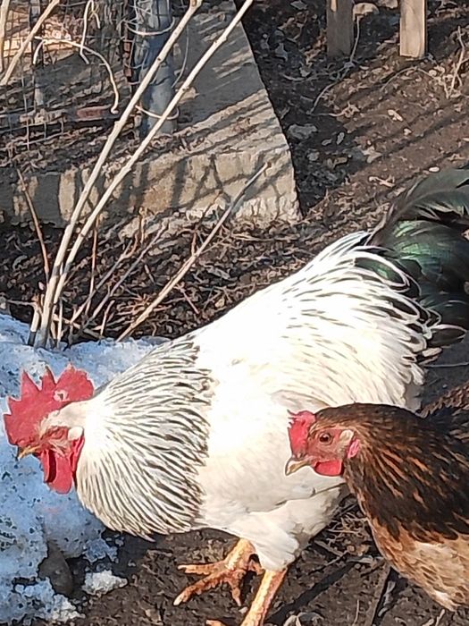 Адлерски парода п