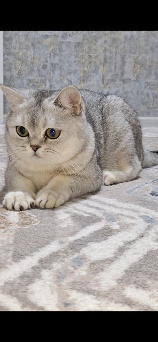 Mushuk sotiladi serebristiy strayt