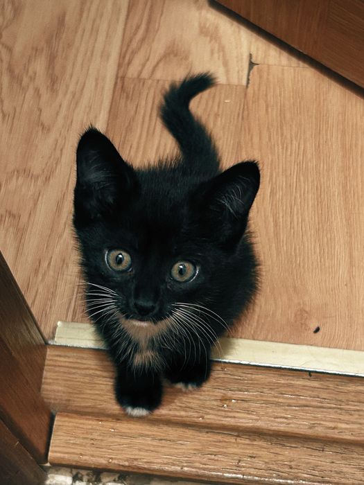 Ищу хозяина котенку