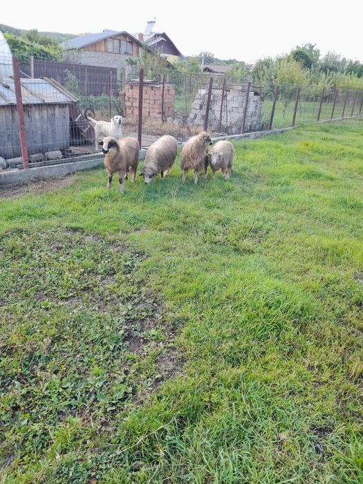 Vând 2 mielute și un berbecuț mielutele sunt gemene fatate din oaie care face 2 miei