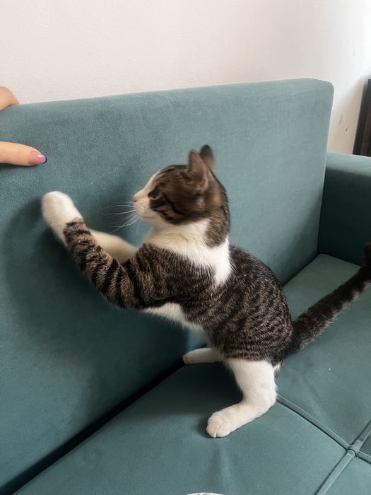 Отдам даром кошка девочка