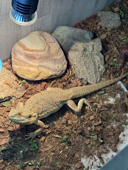 Домашний дракон АГАМА