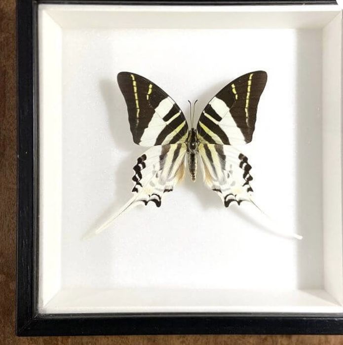 Rare Praying Mantis Butterfly Framed Insect Art Cadou Inedit Fluture Mantis Rama Decor Exotic 90 Euro Praying Mantis Butterfly Framed Art entomologice