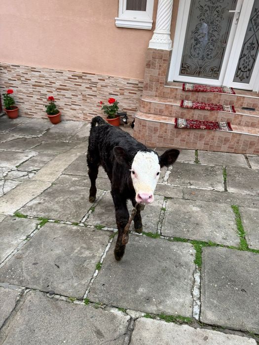 Vând ce se vede în poză