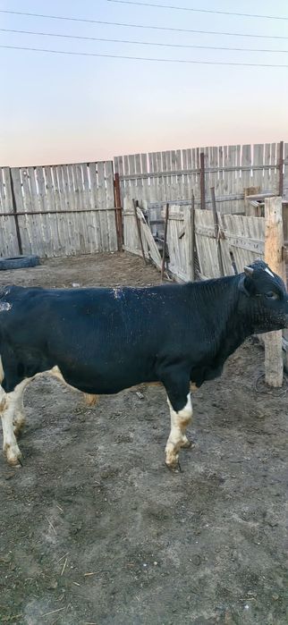 Продам бычков 8 месяцев, на доращивание.