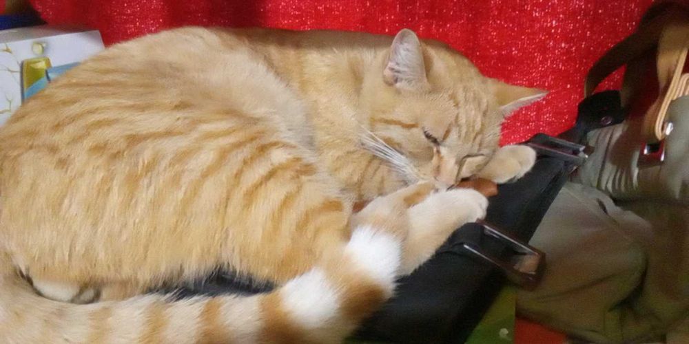 Рижко се подарява