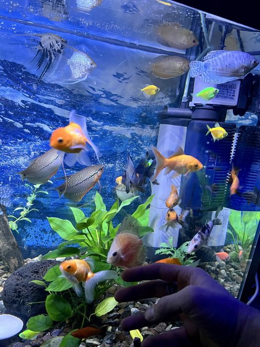 Аквариумные рыбки. мирные породы