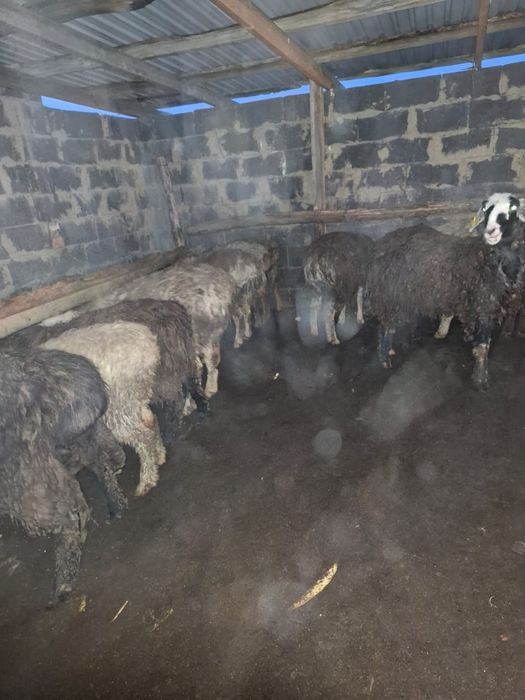 Тоқты, қозылы қойлар, сатылады