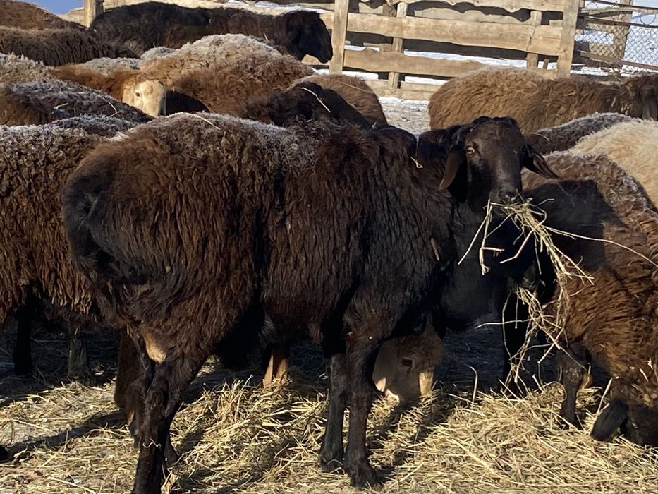 Продаютса кошкары арашан