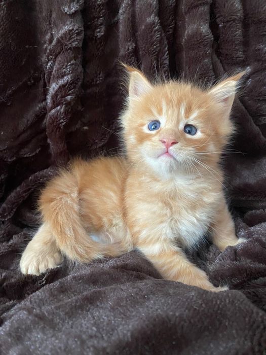 котята мейн куны от 120 000