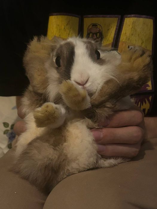 Ищем новый дом для кролика 
Мальчик, зовут Дастин. Очень хороший, ла