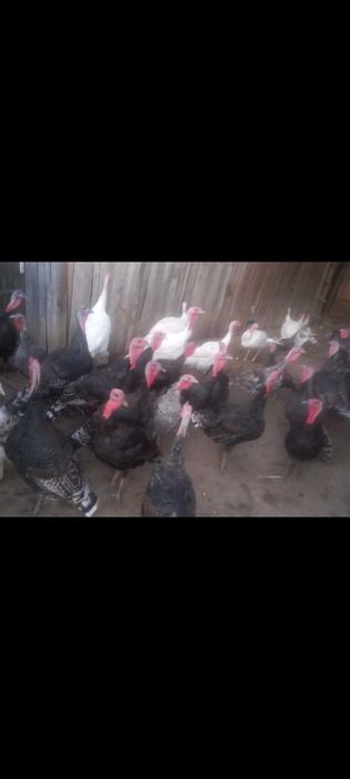 Vând curcani de stat și românești!