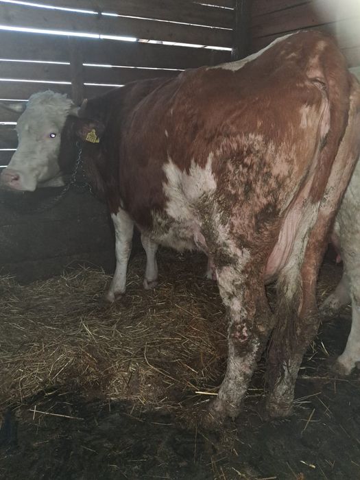 Vând 5 vaci  frumoase