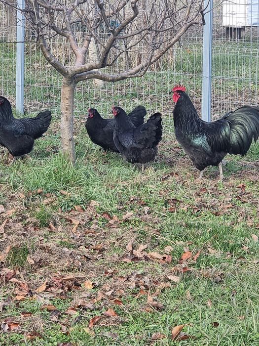 Vand gaini rasa Australorp varsta 1 an