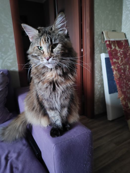 Кошка мейнкун Караганда