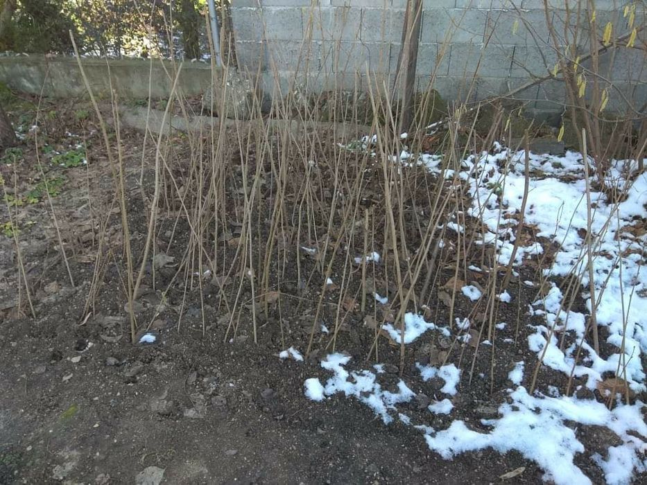 Разсад за лешници