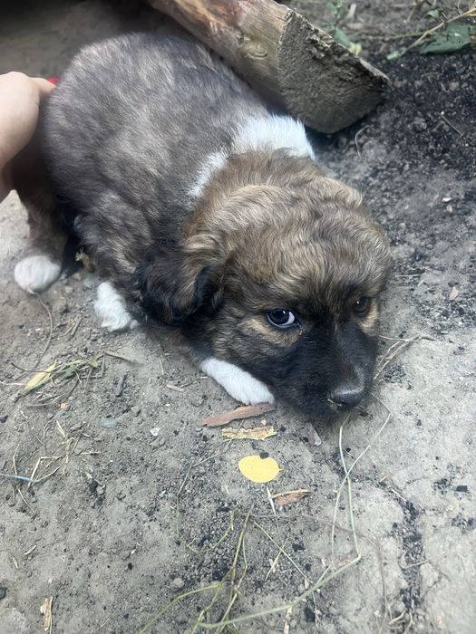 Donez cățeii pufosi