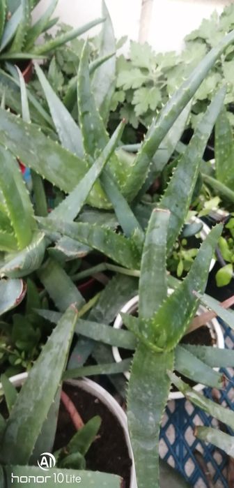 Продам домашний алой