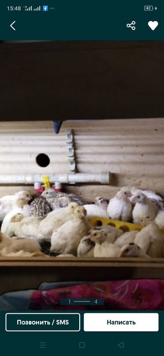 Продам перепела разного возраста