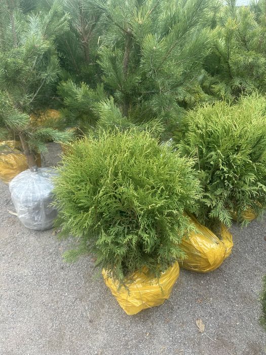 Туя Смарагд. Туя Брабант. Туя шарик. Туя