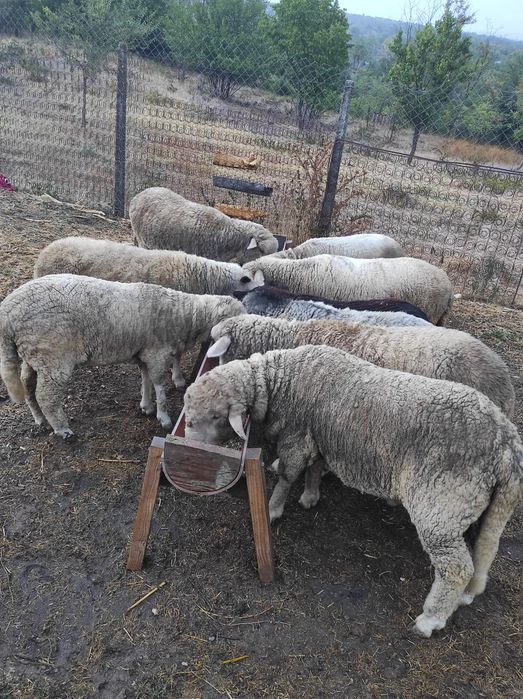 Oi de rasă de vânzare