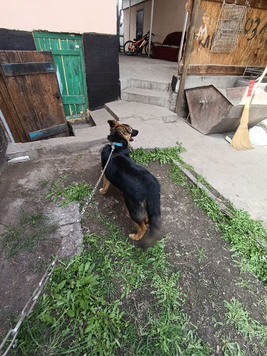 Немецкая овчарка длино шорстная