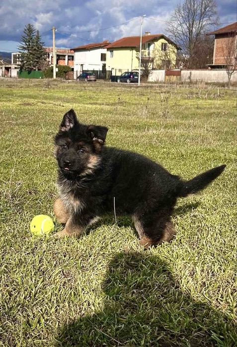 Кутрета “Немска Овчарка”