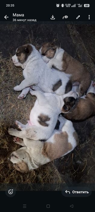 Продам щенят , алабаев